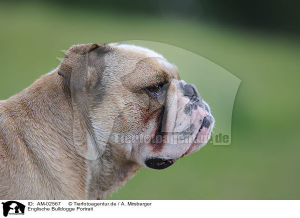 Englische Bulldogge Portrait / English Bulldog Portrait / AM-02567