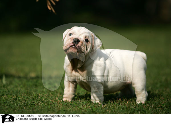 Englische Bulldogge Welpe / English Bulldog Puppy / KL-06519