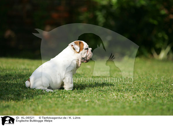 Englische Bulldogge Welpe / English Bulldog Puppy / KL-06521