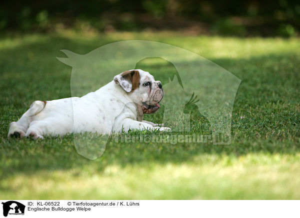 Englische Bulldogge Welpe / English Bulldog Puppy / KL-06522