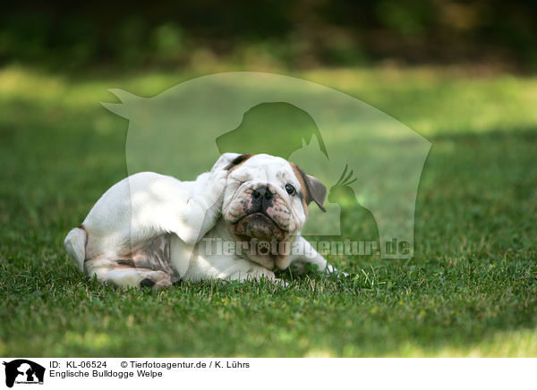 Englische Bulldogge Welpe / English Bulldog Puppy / KL-06524