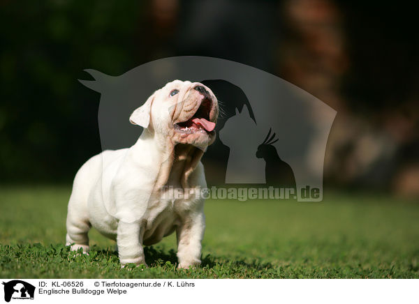 Englische Bulldogge Welpe / English Bulldog Puppy / KL-06526
