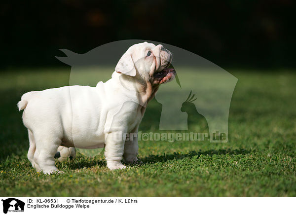 Englische Bulldogge Welpe / English Bulldog Puppy / KL-06531