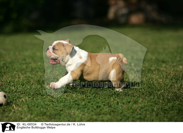 Englische Bulldogge Welpe / English Bulldog Puppy / KL-06534
