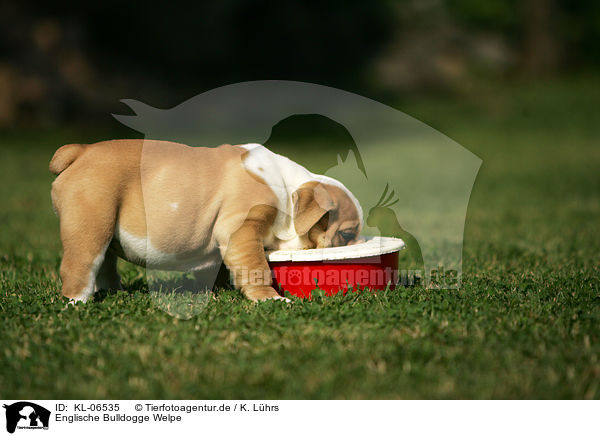 Englische Bulldogge Welpe / English Bulldog Puppy / KL-06535
