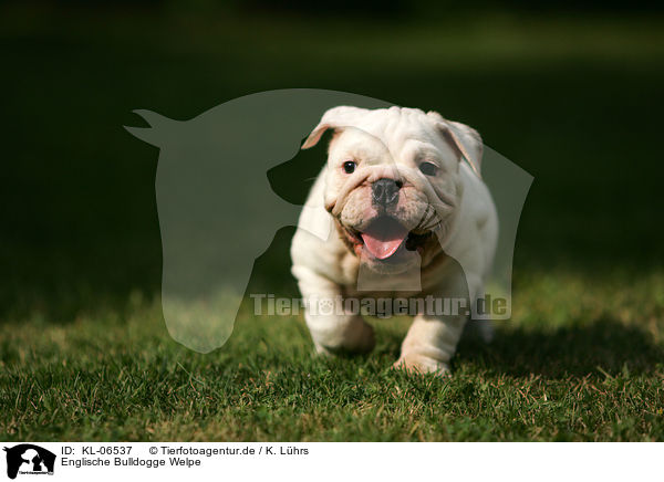 Englische Bulldogge Welpe / English Bulldog Puppy / KL-06537