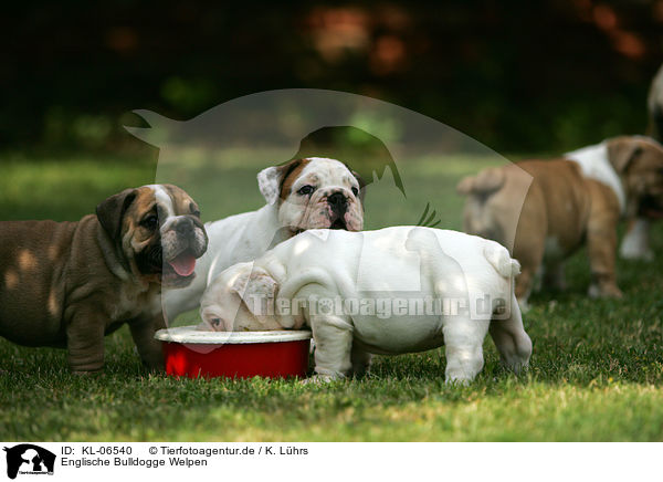 Englische Bulldogge Welpen / English Bulldog Puppies / KL-06540