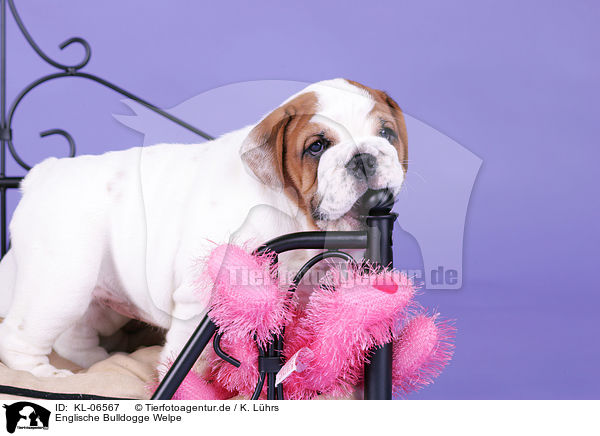 Englische Bulldogge Welpe / English Bulldog Puppy / KL-06567