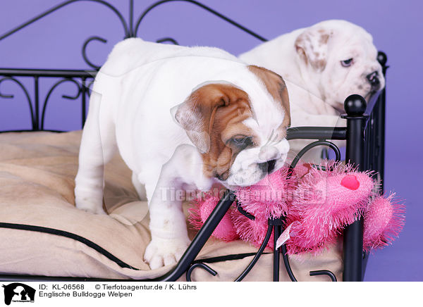 Englische Bulldogge Welpen / English Bulldog Puppies / KL-06568