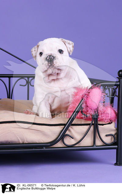 Englische Bulldogge Welpe / English Bulldog Puppy / KL-06571
