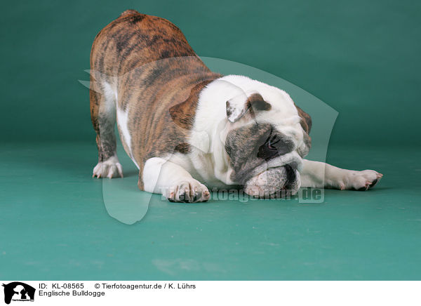 Englische Bulldogge / English Bulldog / KL-08565