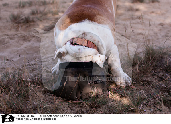 fressende Englische Bulldogge / eatig English Bulldog / KMI-03463