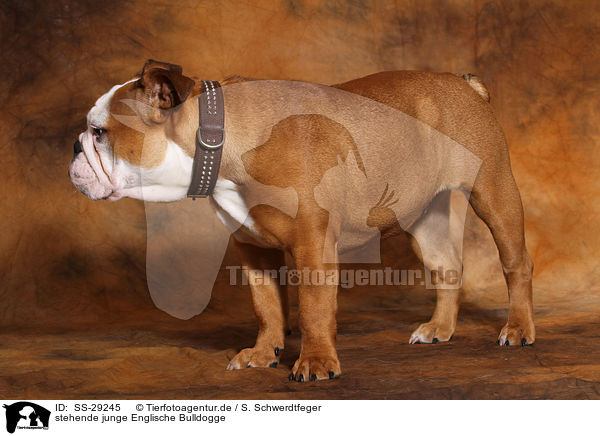 stehende junge Englische Bulldogge / standing young English Bulldog / SS-29245