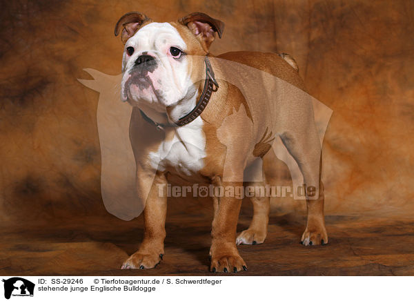 stehende junge Englische Bulldogge / standing young English Bulldog / SS-29246