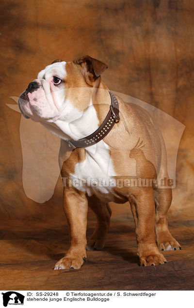 stehende junge Englische Bulldogge / standing young English Bulldog / SS-29248