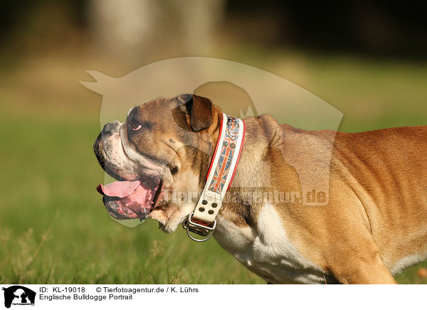 Englische Bulldogge Portrait / English Bulldog Portrait / KL-19018