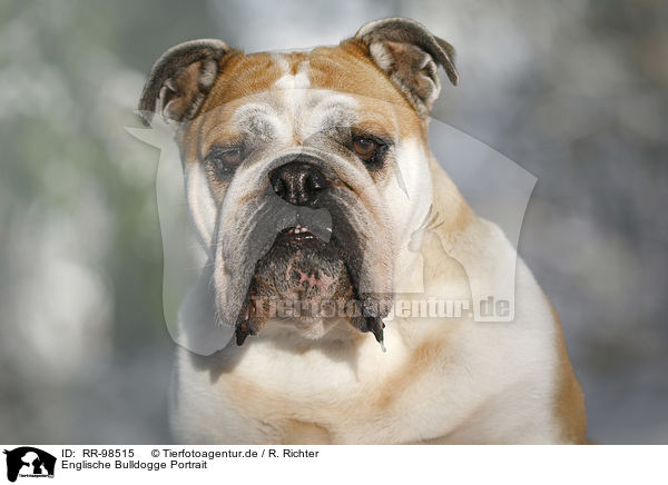 Englische Bulldogge Portrait / RR-98515