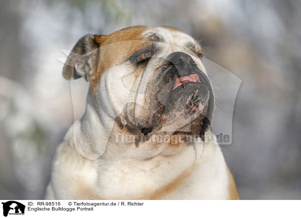 Englische Bulldogge Portrait / English Bulldog Portrait / RR-98516