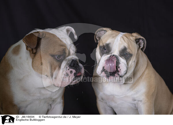 Englische Bulldoggen / English Bulldogs / JM-16694