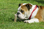 Englische Bulldogge