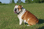 sitzende Englische Bulldogge