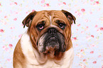 Englische Bulldogge Portrait