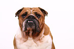 Englische Bulldogge Portrait