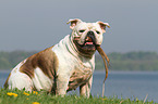 apportierende Englische Bulldogge