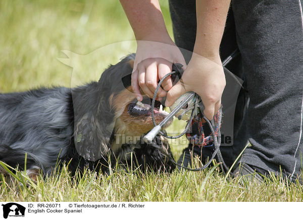 English Cocker Spaniel / English Cocker Spaniel / RR-26071