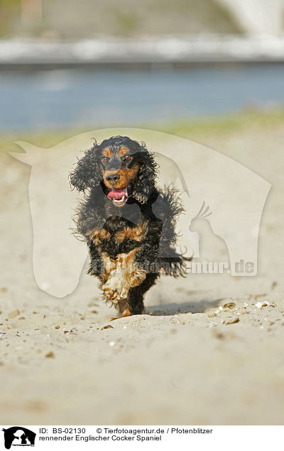 rennender Englischer Cocker Spaniel / running English Cocker Spaniel / BS-02130