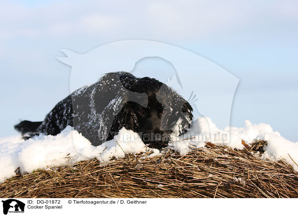 Cocker Spaniel / Cocker Spaniel / DG-01872