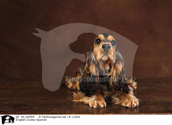 English Cocker Spaniel / English Cocker Spaniel / KL-04958