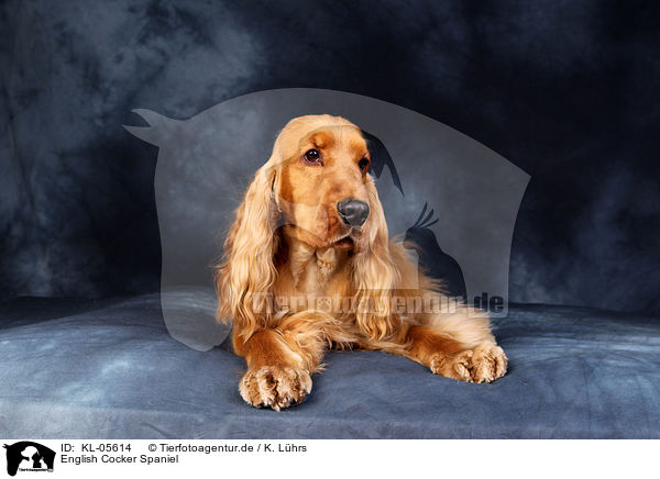 English Cocker Spaniel / English Cocker Spaniel / KL-05614