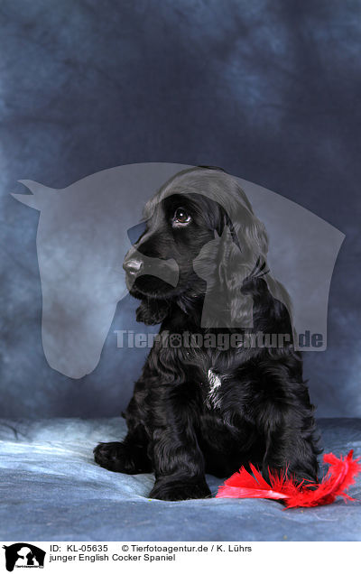 junger English Cocker Spaniel / young English Cocker Spaniel / KL-05635