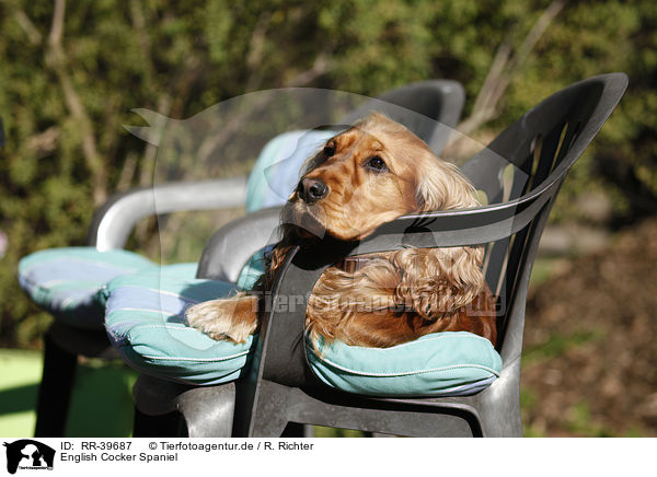 English Cocker Spaniel / English Cocker Spaniel / RR-39687