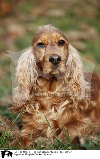 liegender English Cocker Spaniel / lying English Cocker Spaniel / RR-40576