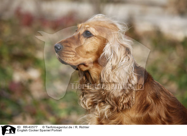 English Cocker Spaniel Portrait / English Cocker Spaniel Portrait / RR-40577