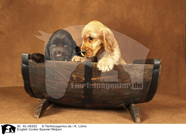 English Cocker Spaniel Welpen / English Cocker Spaniel Puppies / KL-08262