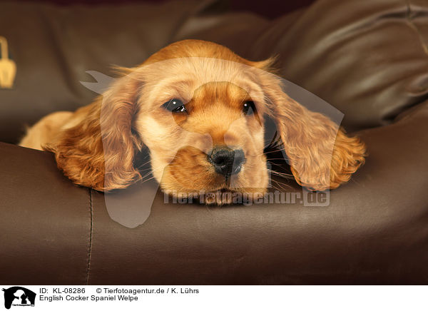 English Cocker Spaniel Welpe / English Cocker Spaniel Puppy / KL-08286