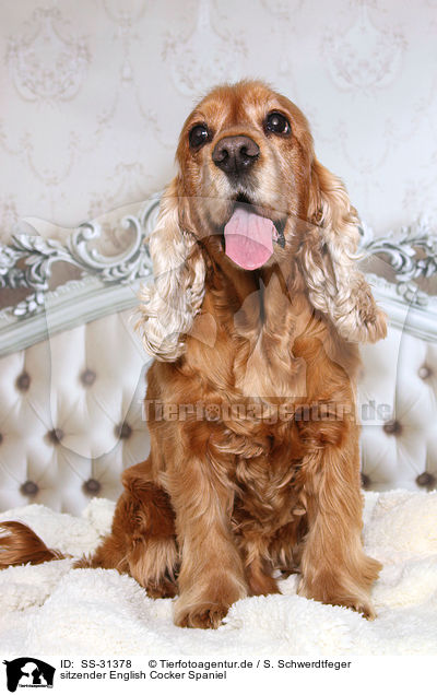 sitzender English Cocker Spaniel / sitting English Cocker Spaniel / SS-31378