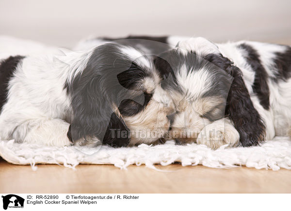 English Cocker Spaniel Welpen / sitting Cocker puppies / RR-52890