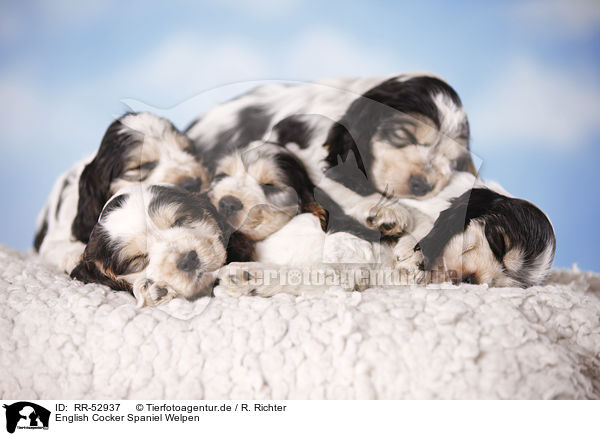 English Cocker Spaniel Welpen / sitting Cocker puppies / RR-52937