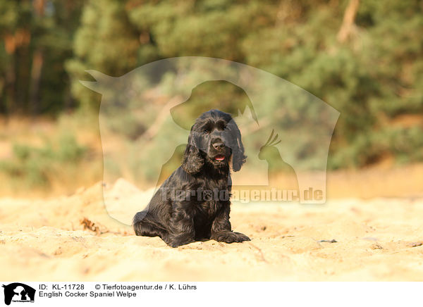 English Cocker Spaniel Welpe / English Cocker Spaniel Puppy / KL-11728