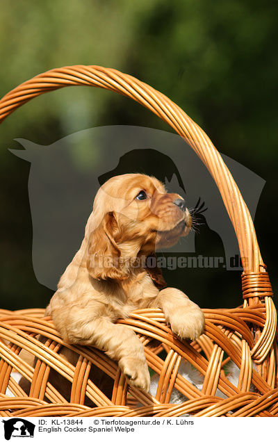 English Cocker Spaniel Welpe / English Cocker Spaniel Puppy / KL-13844