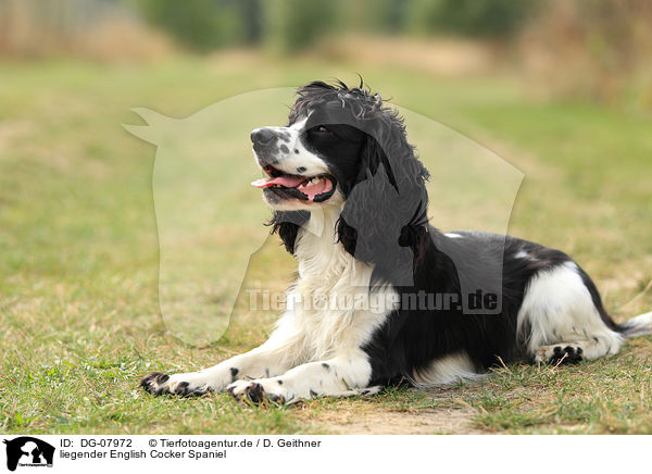 liegender English Cocker Spaniel / lying English Cocker Spaniel / DG-07972