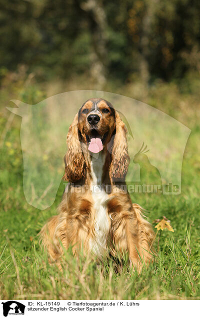 sitzender English Cocker Spaniel / sitting English Cocker Spaniel / KL-15149