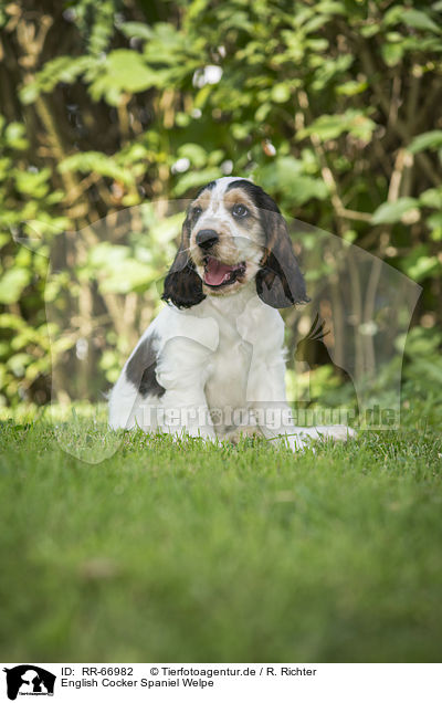 English Cocker Spaniel Welpe / English Cocker Spaniel Puppy / RR-66982