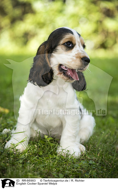 English Cocker Spaniel Welpe / English Cocker Spaniel Puppy / RR-66983