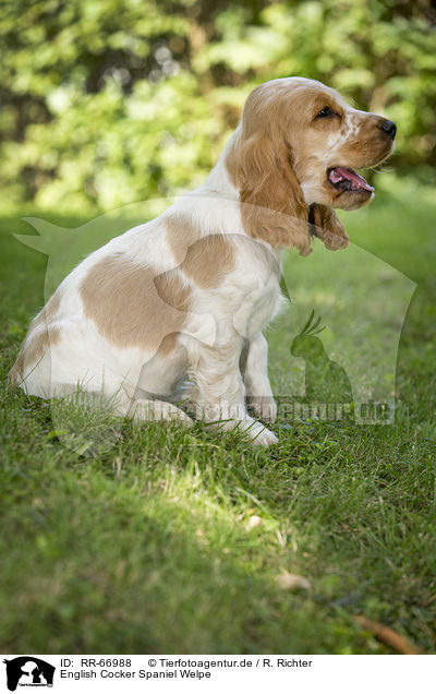 English Cocker Spaniel Welpe / English Cocker Spaniel Puppy / RR-66988