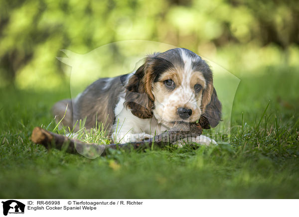 English Cocker Spaniel Welpe / English Cocker Spaniel Puppy / RR-66998